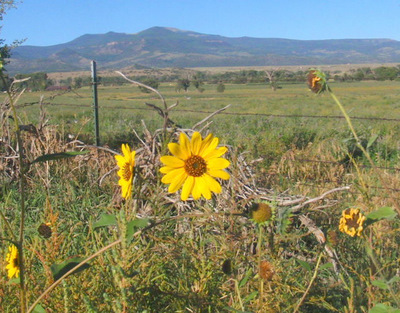 Sun Flower and signs of Autumn